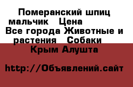 Померанский шпиц мальчик › Цена ­ 30 000 - Все города Животные и растения » Собаки   . Крым,Алушта